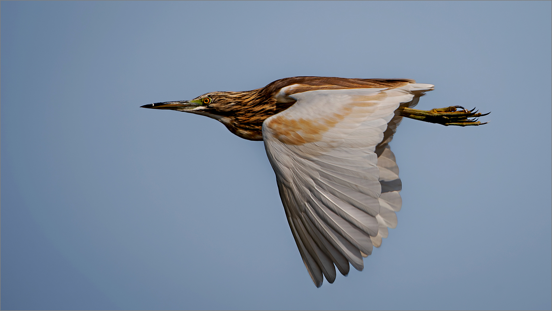 DO001-Squacco Heron-Desmond Labuschagne